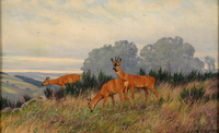 Forest clearing with deer