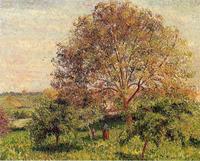 Walnut Tree in Spring