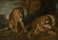 Leopards