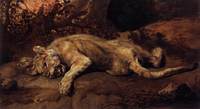 The Lioness