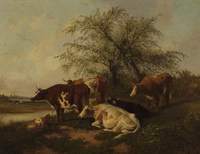 Cows