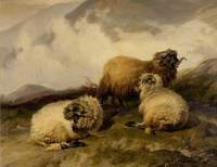 Mountain Sheep