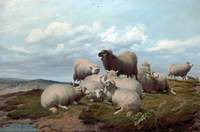 Sheep on a Hillside