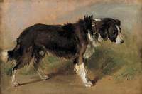 A Border Collie