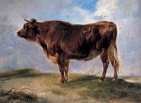 A Young Bull