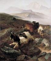 Catching Wild Goats on Moel Siabod