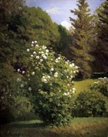 Guelder-rose