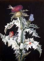 A Study of a Thistle with Insects
