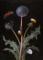 Dandelion