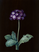 Primrose