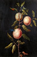 Branch of a Pear Tree