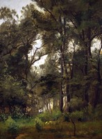Hornbeam Grove