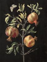 Pomegranate