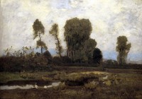 Edge of Forest