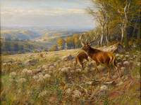 Deer Herd