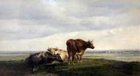 Three Cows