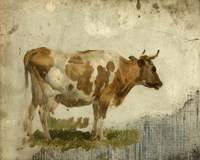 Study of a Cow