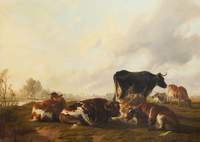 Cattle Grazing
