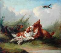 Three Spaniels and a Flying Mallard