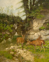 Deer at the forest brook
