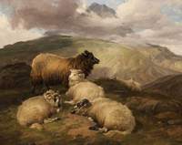 Sheep