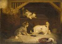 Terriers Ratting