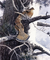 Grouse on an Old Pine