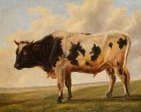Friesian Bull in a Landscape