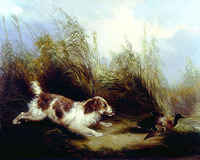 Spaniel Flushing Mallard