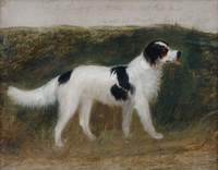 Cato, Property of the Right Honourable Sir Robert Peel, Bt
