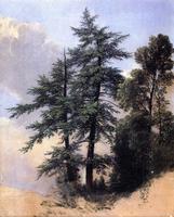 Nature Study, Trees, Newburgh, N.Y.