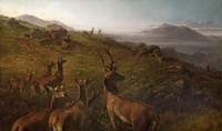 Red Deer, Early Morning