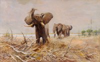 African Elephants