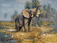 African Elephant