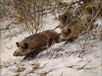 Wild Boar in Winter