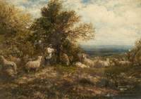 Sheep at Rest, Minding the Flock