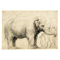 An Elephant
