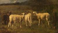 Sheep