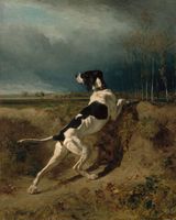 Hound Pointing