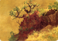 Estudio de nopal