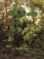 Bosque de Pacho