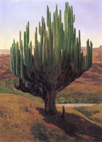 Cardón