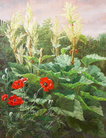 Poppies