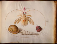 Animalia Aqvatilia et Cochiliata