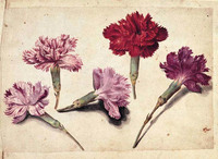 Studies with Five Clove Pinks