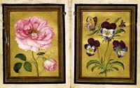 Damask Rose and a Purple-and-Blue Wild Pansy