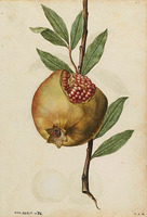 Pomegranate