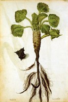 Water Chestnut