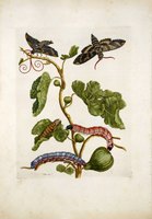 Fig