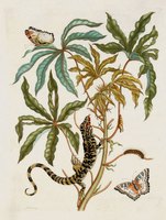 Jatropha Moth, Lizard & Manioc